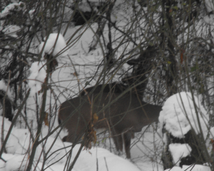 Two deer eating in the snow