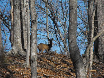 Deer on the top of a hill