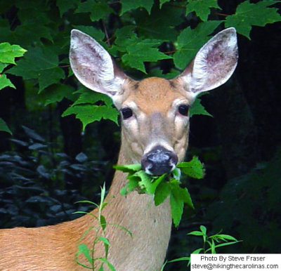 deer eating leaf