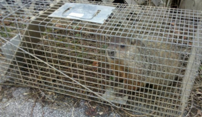 Groundhog in a live trap