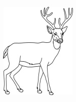 deer drawing