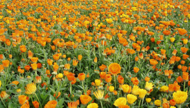 field of marigolds as deer deterrent