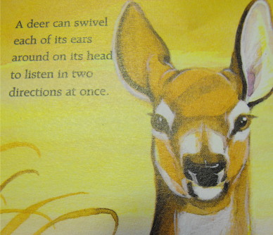 Awesome deer drawing