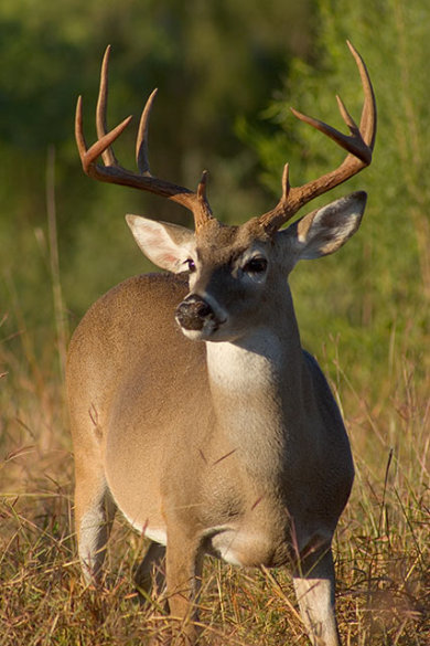 awesome deleware image of deer