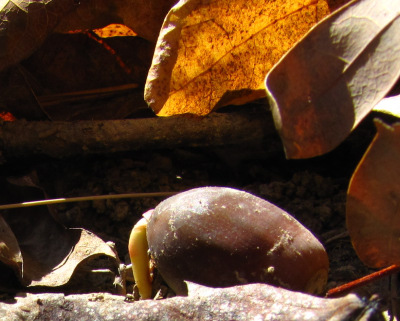 Sprouting white oak acorn