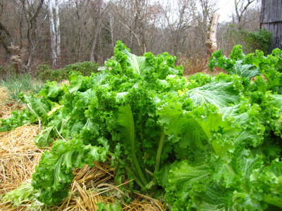 Mustard greens