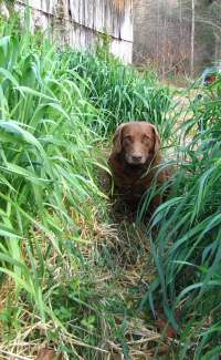 Oat cover crop