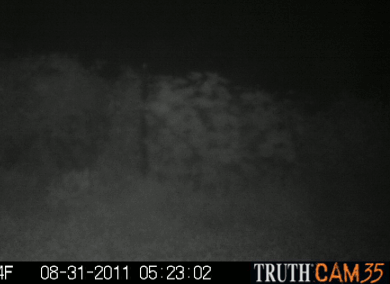 trail camera in action in the wee hours of the morning