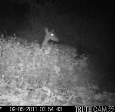 deer dance caught on camera with trail camera