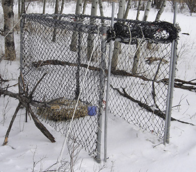 how to trap a live deer with a clover trap