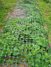 Garden bed protection