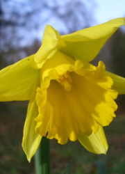 Daffodils are deer resistant plants