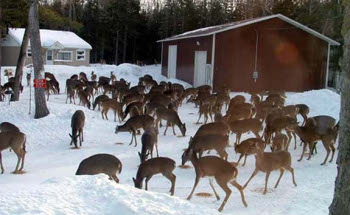 A large herd of deer