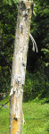 Fence post
